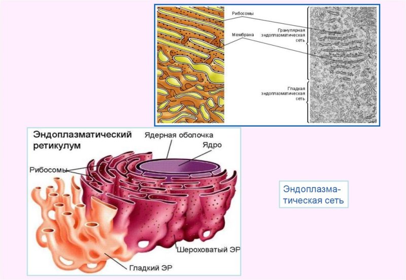 Эндоплазматический ретикулум строение