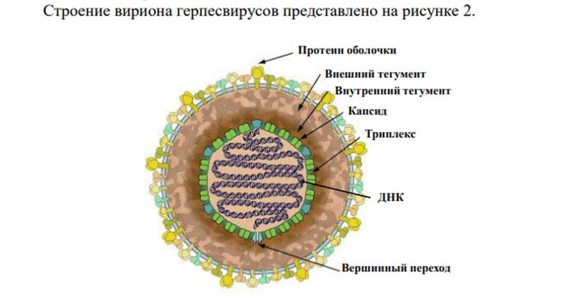Схема строения вируса простого герпеса