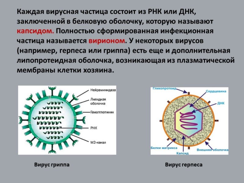 Вирусная частица