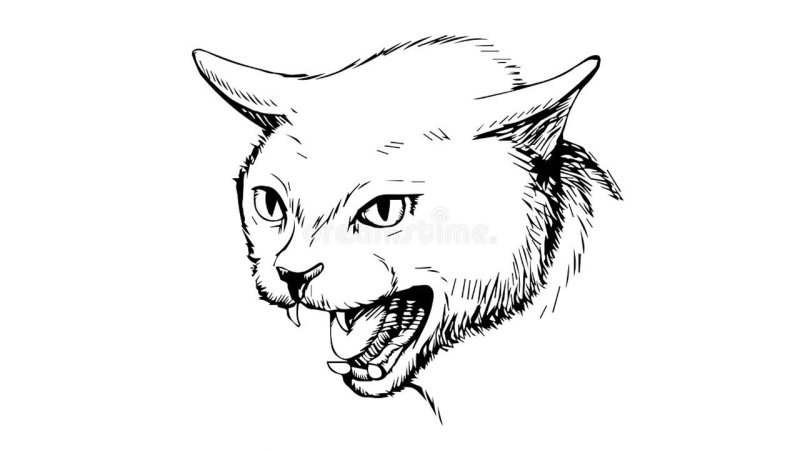 Злая кошка