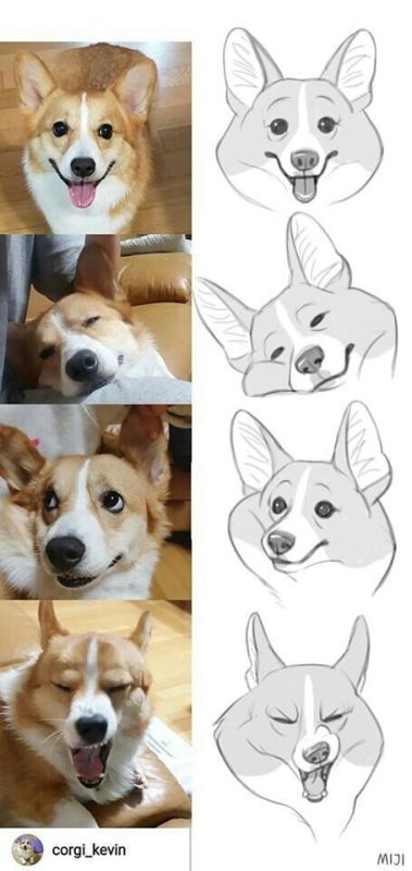 Референс собаки корги