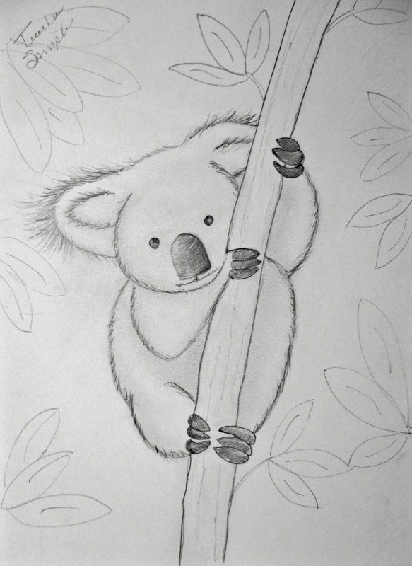 Коала рисунок для срисовки