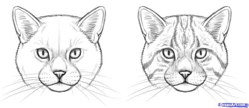 Морда кошки рисунок