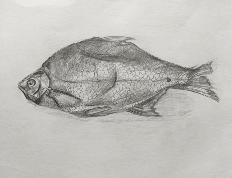 Лещ рыба рисунок