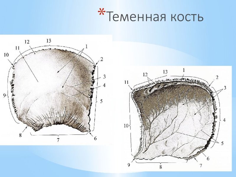 Теменная кость анатомия