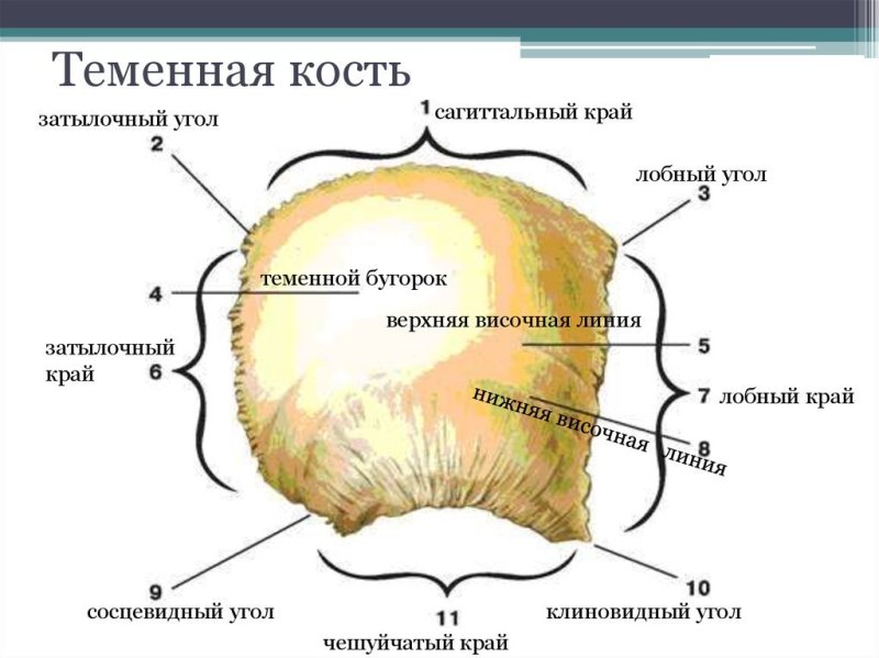 Теменная кость кость строение
