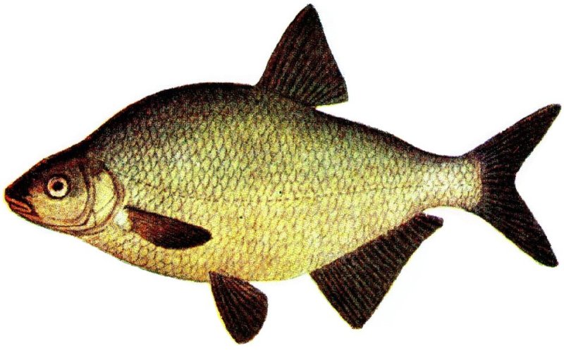 Abramis brama рыба