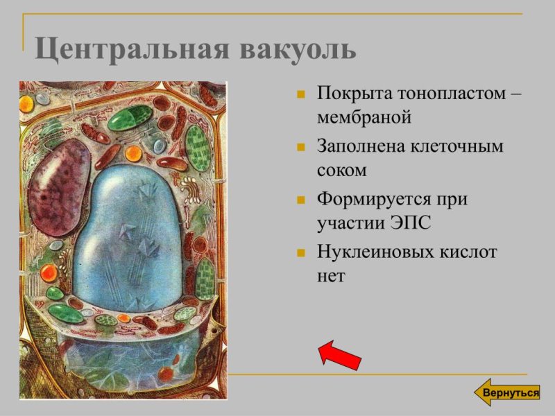 Вакуоль растительной клетки строение и функции