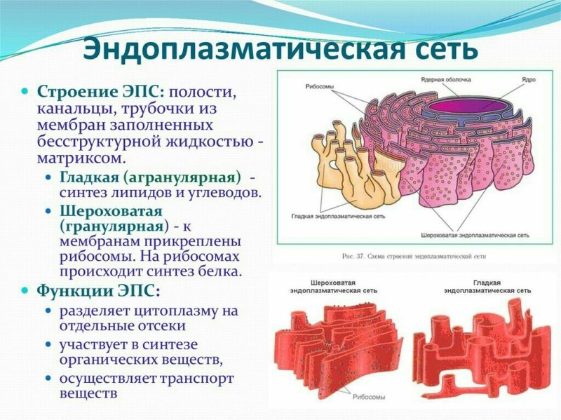 Гладкая эндоплазматическая сеть строение и функции