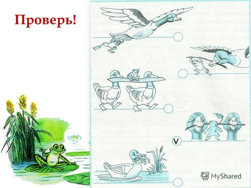 Лягушка путешевственница