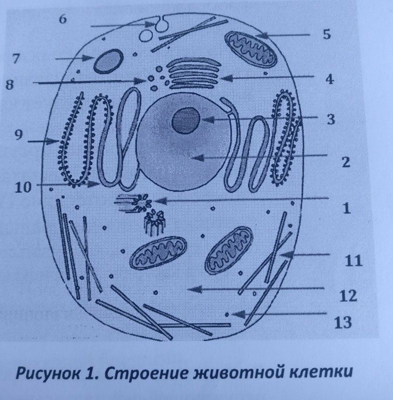 Строение животной клетки рисунок с подписями биология