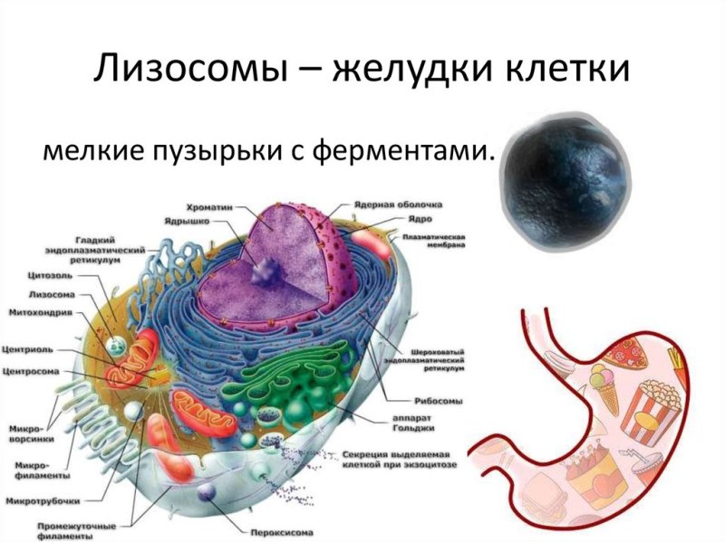 Строение органеллы лизосомы