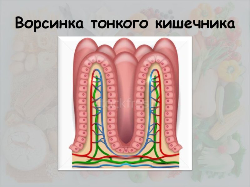 Микроворсинки тонкой кишки строение