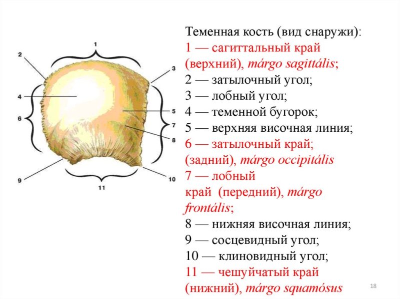 Теменная кость наружная поверхность