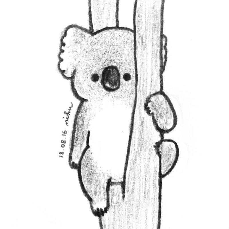 Коала рисунок для срисовки