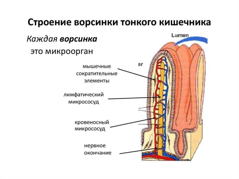 Строение ворсинки тонкого кишечника