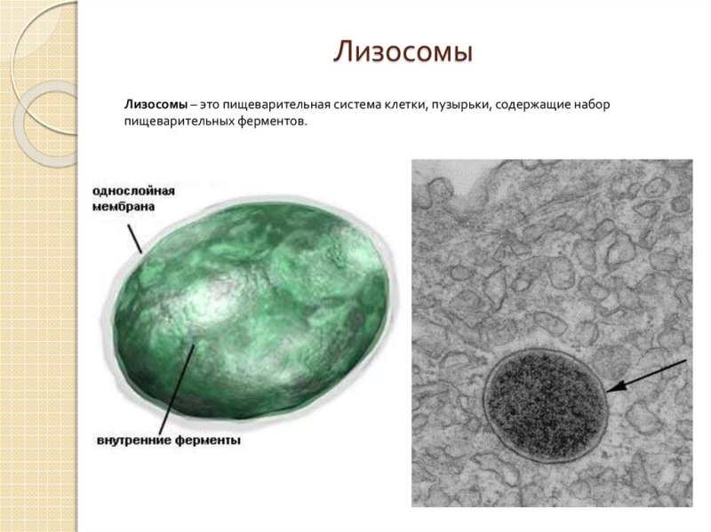 Лизосомы строение рисунок