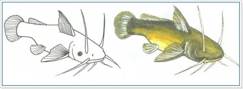 Рисунок сома