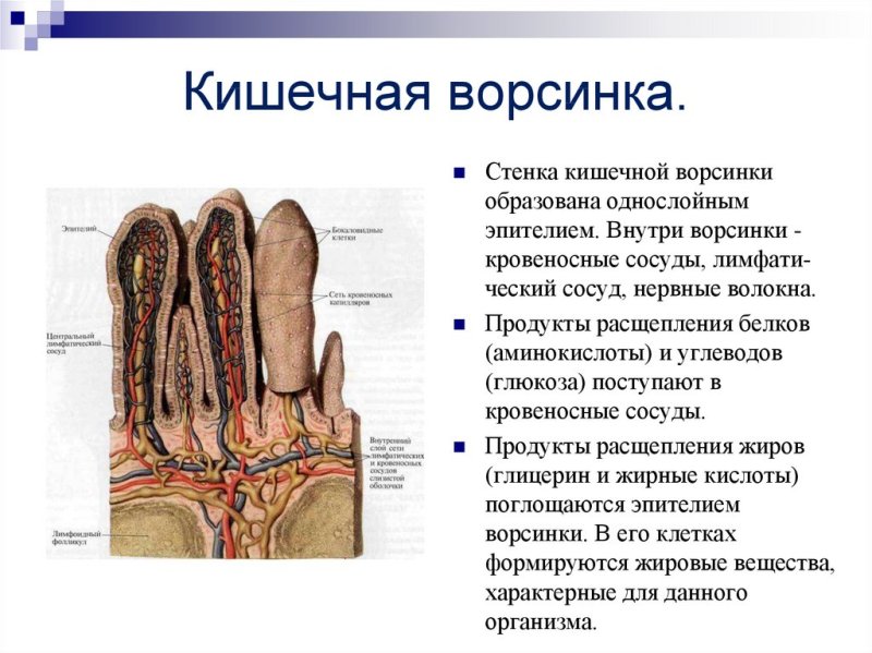 Ворсинки кишечника строение и функции