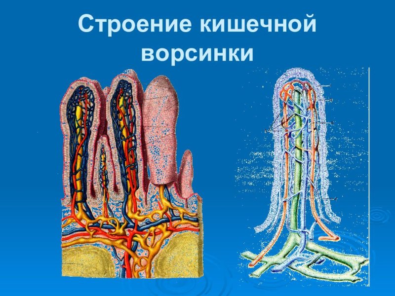 Кишечная Ворсинка анатомия