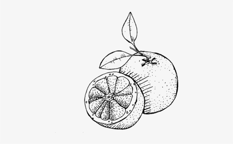 Грейпфрут рисунок карандашом