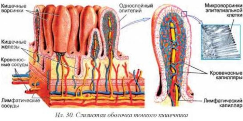 Строение ворсинки тонкой кишки