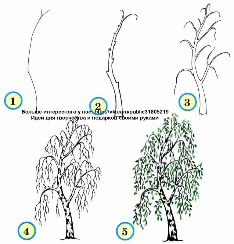 поэтапное рисование березы