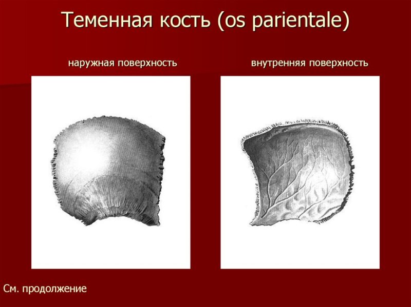Теменная кость черепа