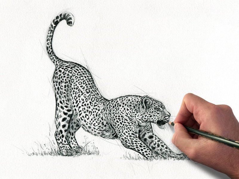 Леопард для срисовки легко
