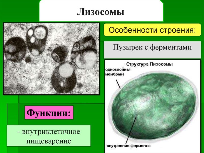 Строение лизосомы эукариотической клетки
