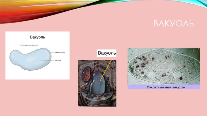 Строение вакуоли 5 класс биология