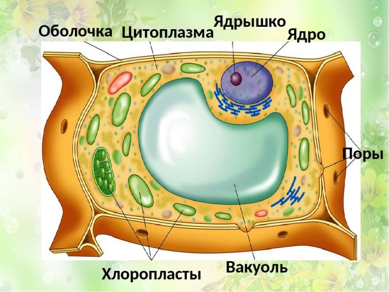 Строение клетки вакуоль