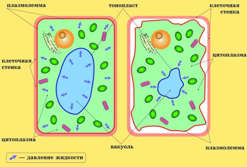 Вакуоль растительной клетки рисунок