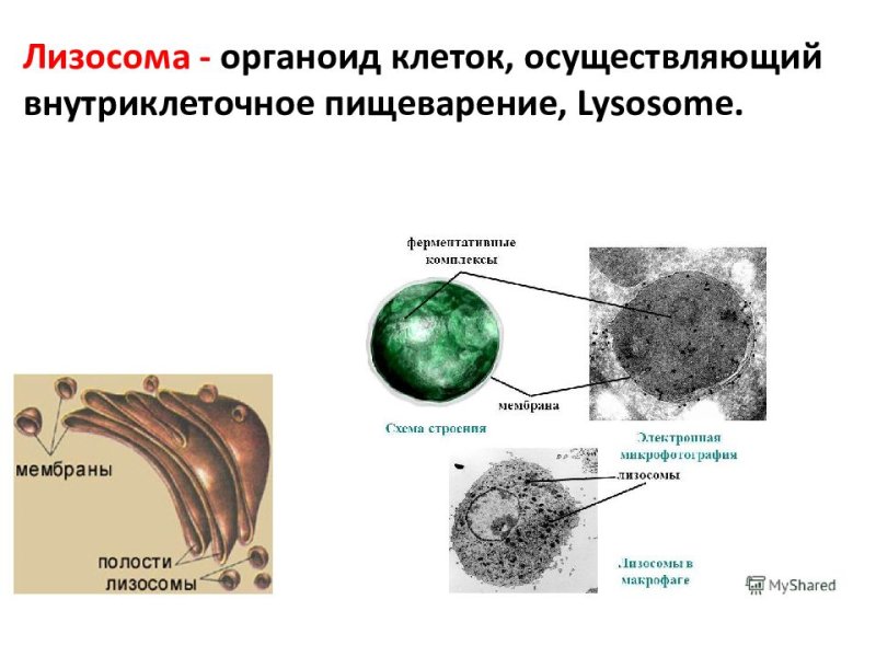 Лизосомы в растительных клетках