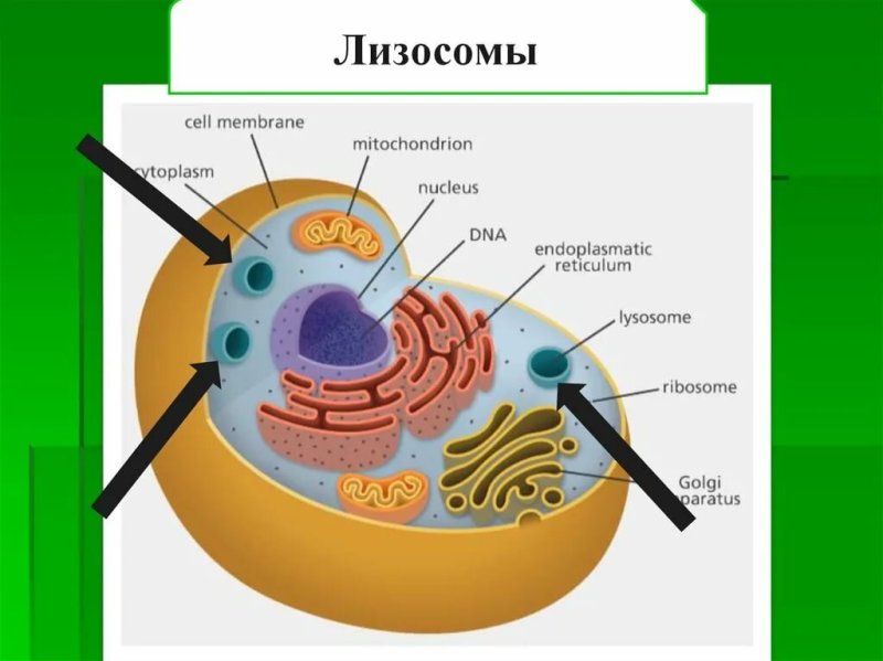 Строение лизосомы эукариотической клетки