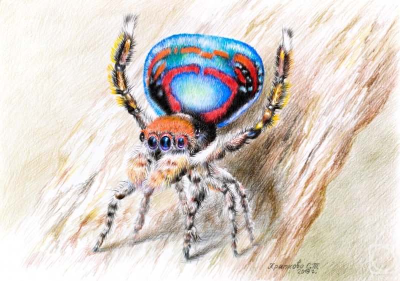 Паук-Павлин (Maratus volans)