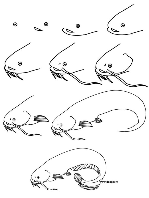 Рисунок сома