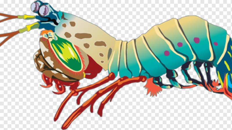 Креветки богомола (squilla)