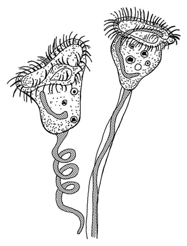 Инфузория Vorticella