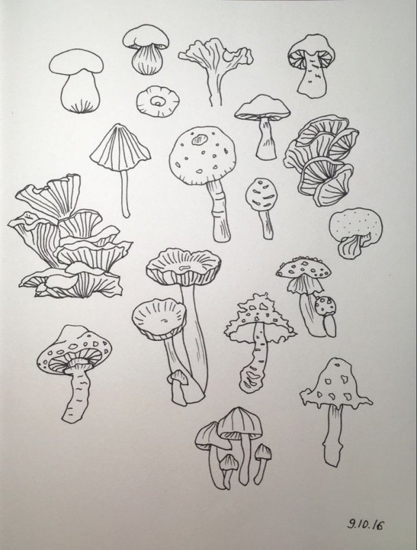 рисунки гриб