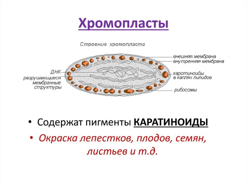 Хромопласт структура и функции