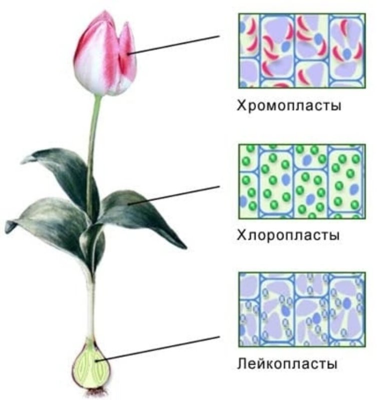 Лейкопласты строение