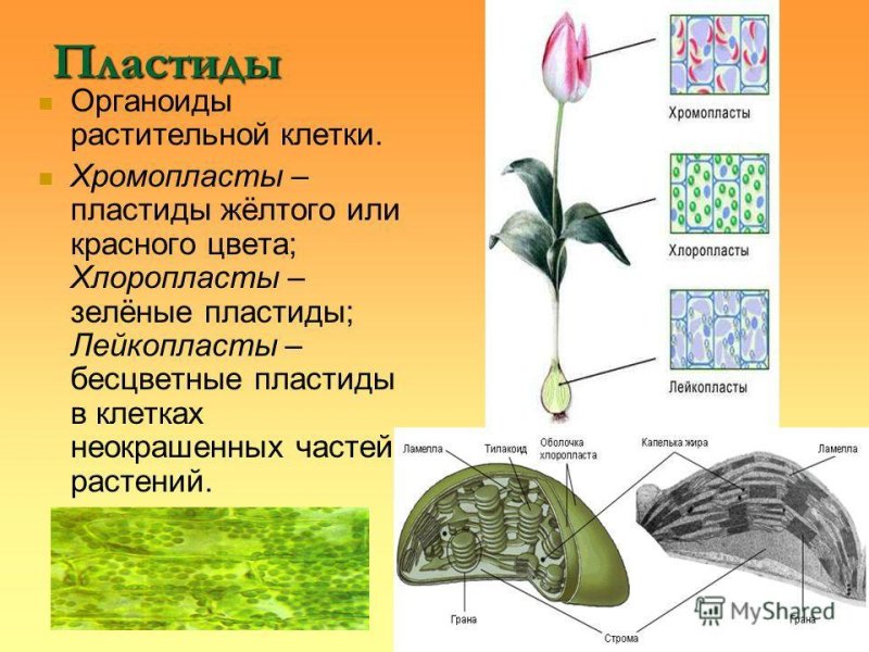 Пластиды хлоропласты