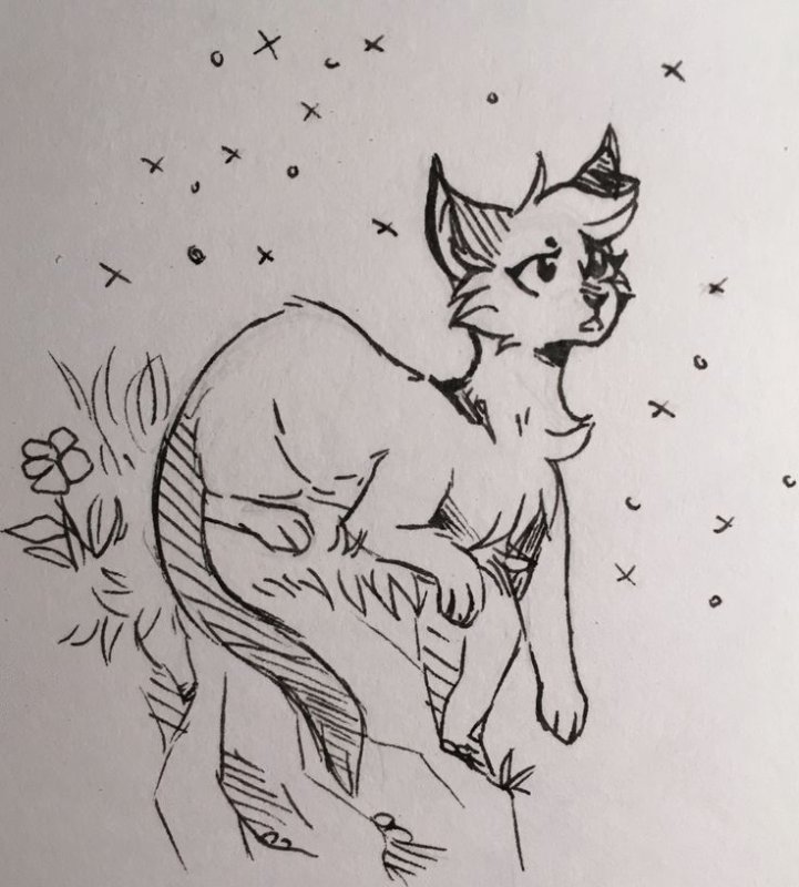 Коты Воители для срисовки