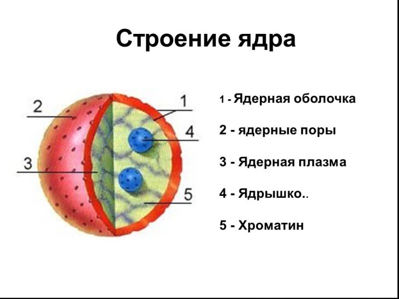 Строение ядра клетки рисунок