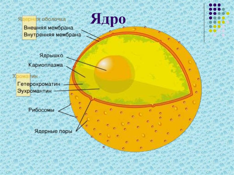 Строение ядра клетки рисунок