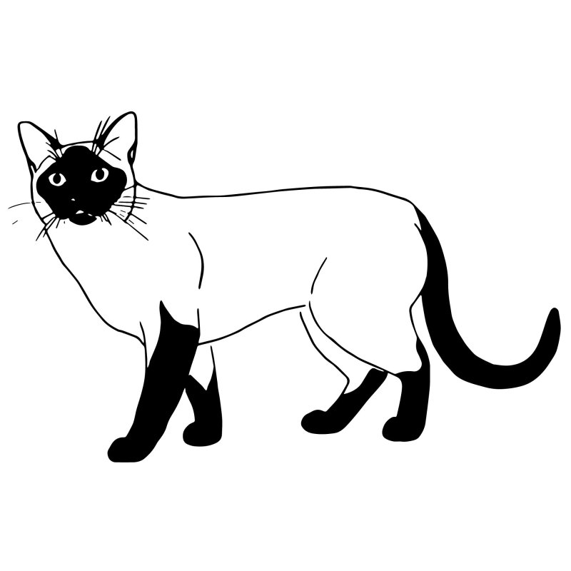 Раскраска кот