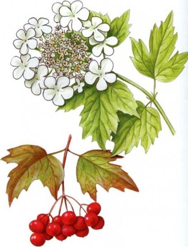 Калина обыкновенная куст