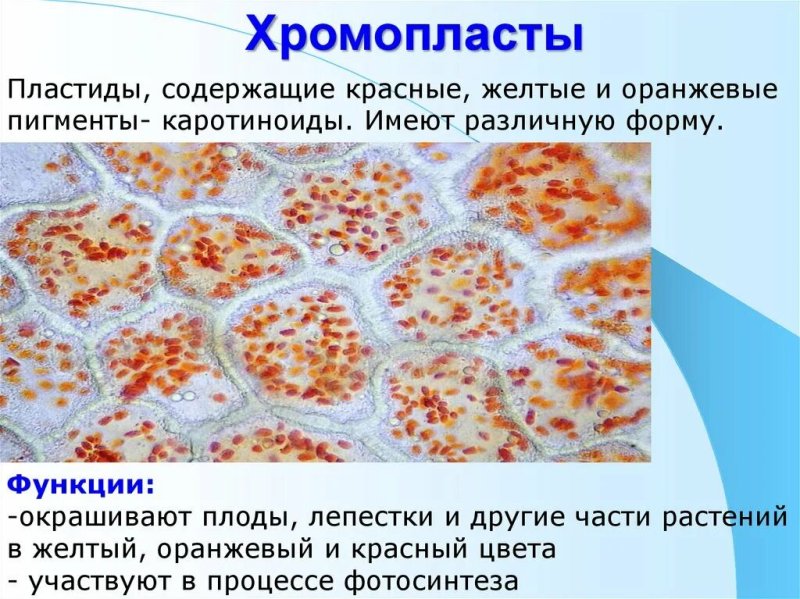 Пластиды строение хромопласты