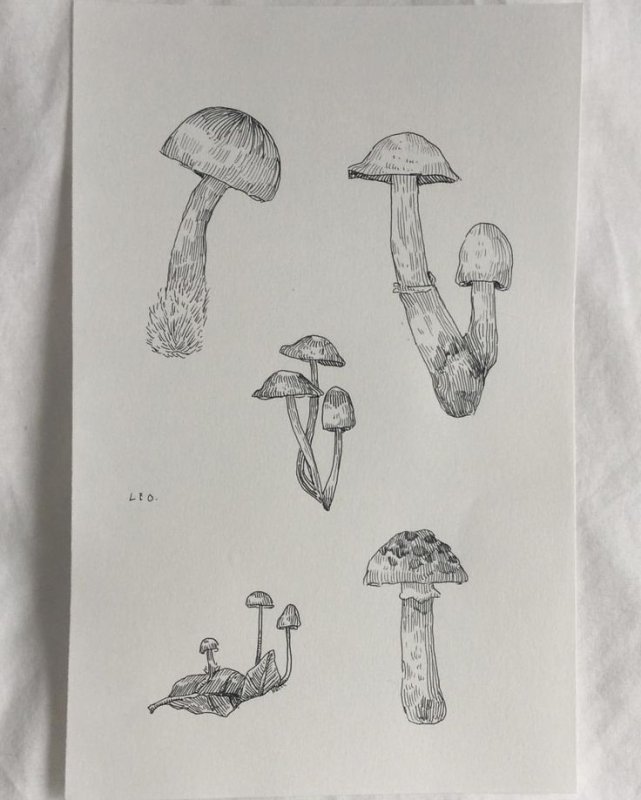 Рисунки грибов карандашом для срисовки